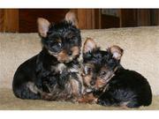 X-Mass Yorkie puppies for adoption