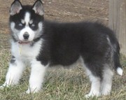 precious akc blue eyes Siberian husky  puppies for good homes